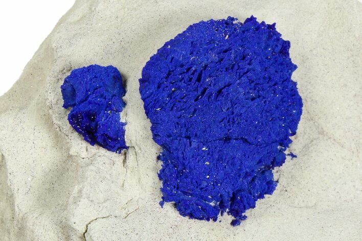 Vibrant Blue Azurite Suns on Siltstone - Australia #254051